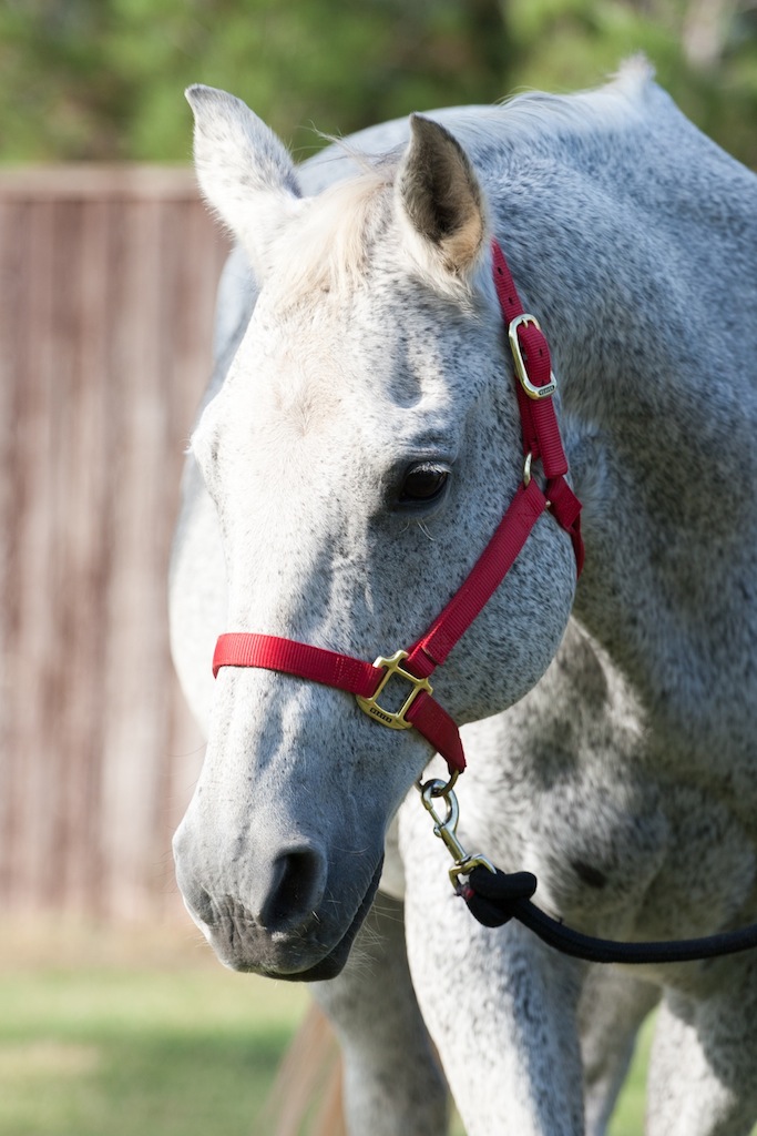 Grey2015 Grey