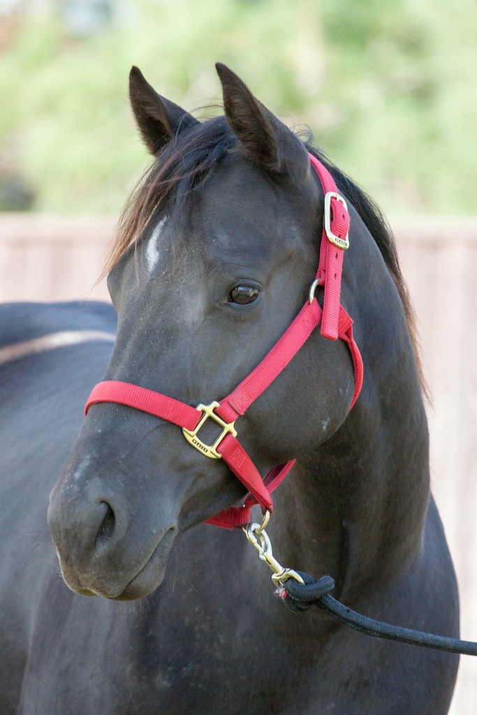 lilly2015 Lilly