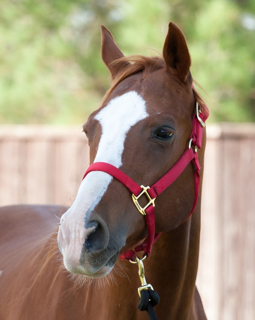 Ringo2015 Ringo