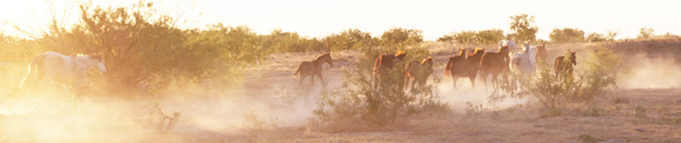 horses