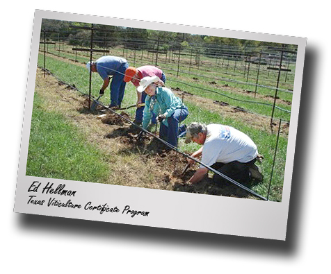 Texas viticulture certificate program application window opens on June 1