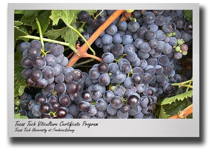 pss-viticulture-2020-drop