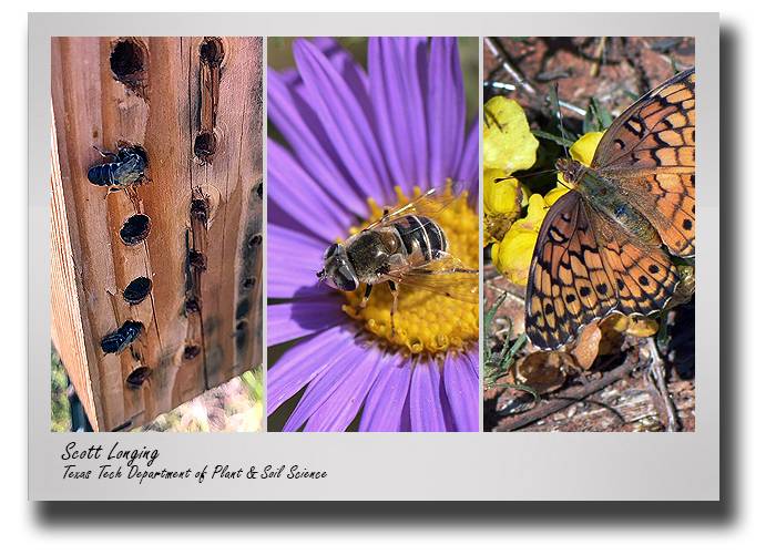 pss-longing-pollinator-biodiversity-3-group-drop