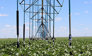 cotton field with watering system