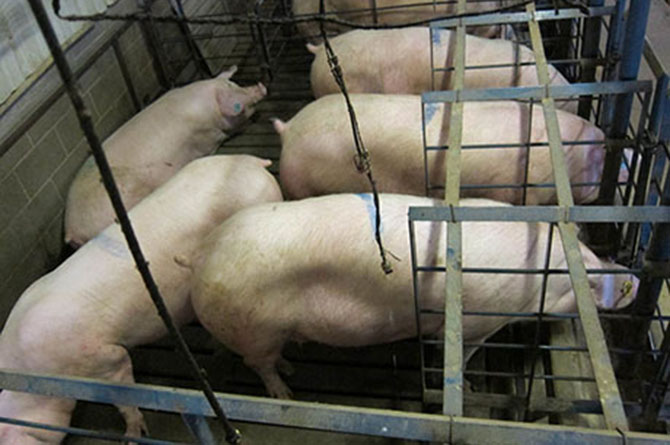 Pig Castration