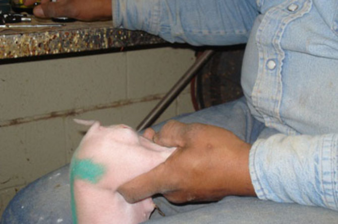 Pig Castration