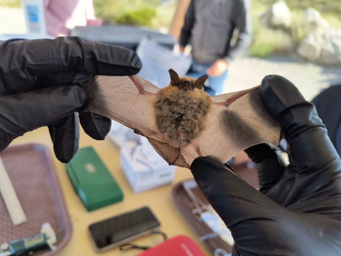 Dr. Tigga Kingston's Bat Research