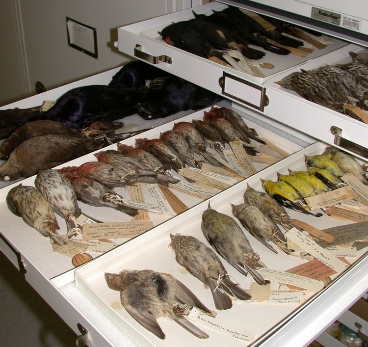 Collection at the Natural Science Research Laboratory