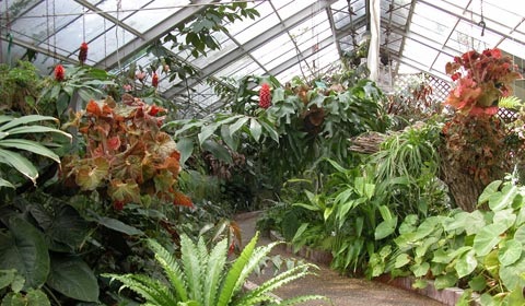 Greenhouse