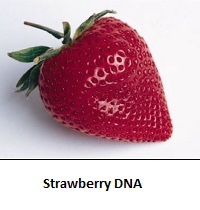 strawberrydna
