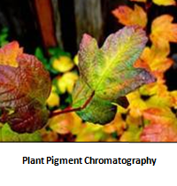 plantpigment