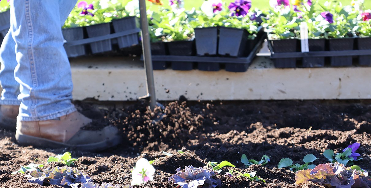 Operations Employee Prepping Ground for Bulbs Employee using digging tool to make holes in the ground for bulbs