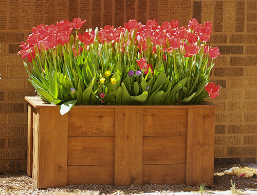Tulips