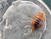Bedbug smaller than dime