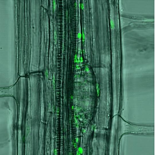 GFP in roots