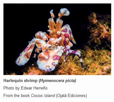 Harlequin Shrimp photo by Edwar Herreno