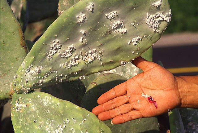 Fear-whoopingcrane cochineal bug