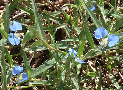 Blue Flax