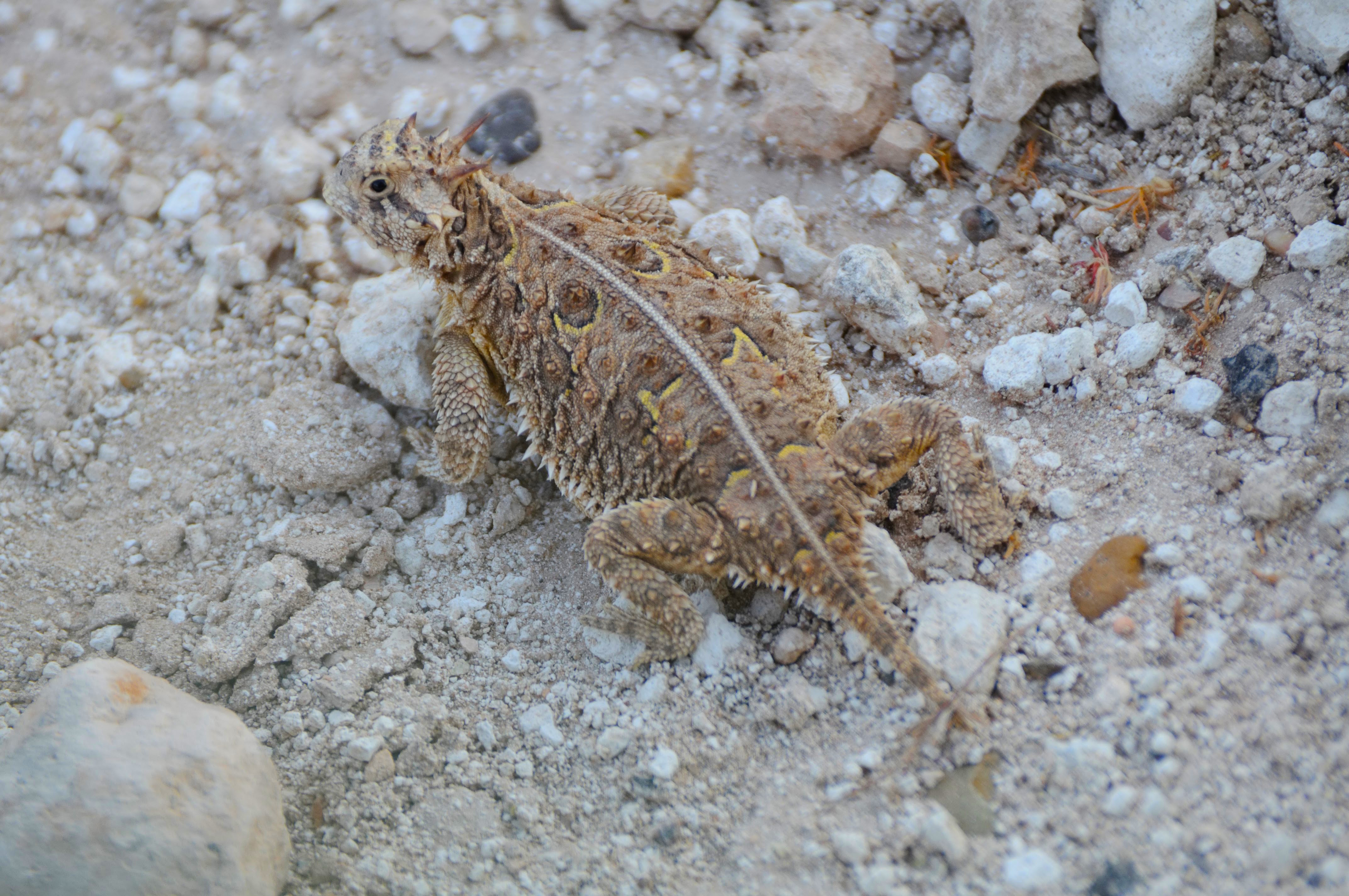 Horny toad camouflaged against rocks