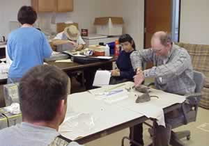 people working on mammal specimens