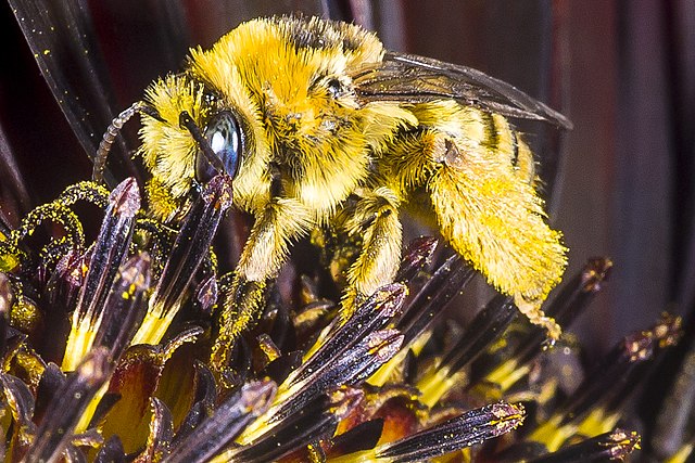 Bee by David Levine
