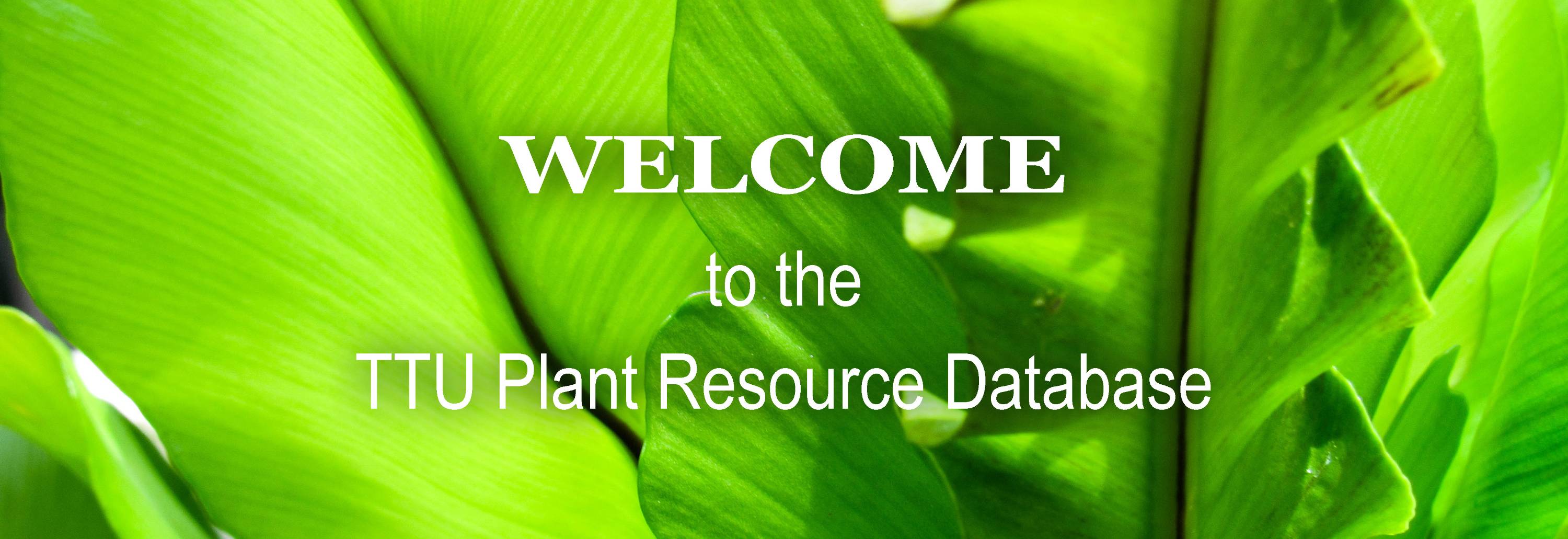 Welcome to the TTU Plant Resource Database