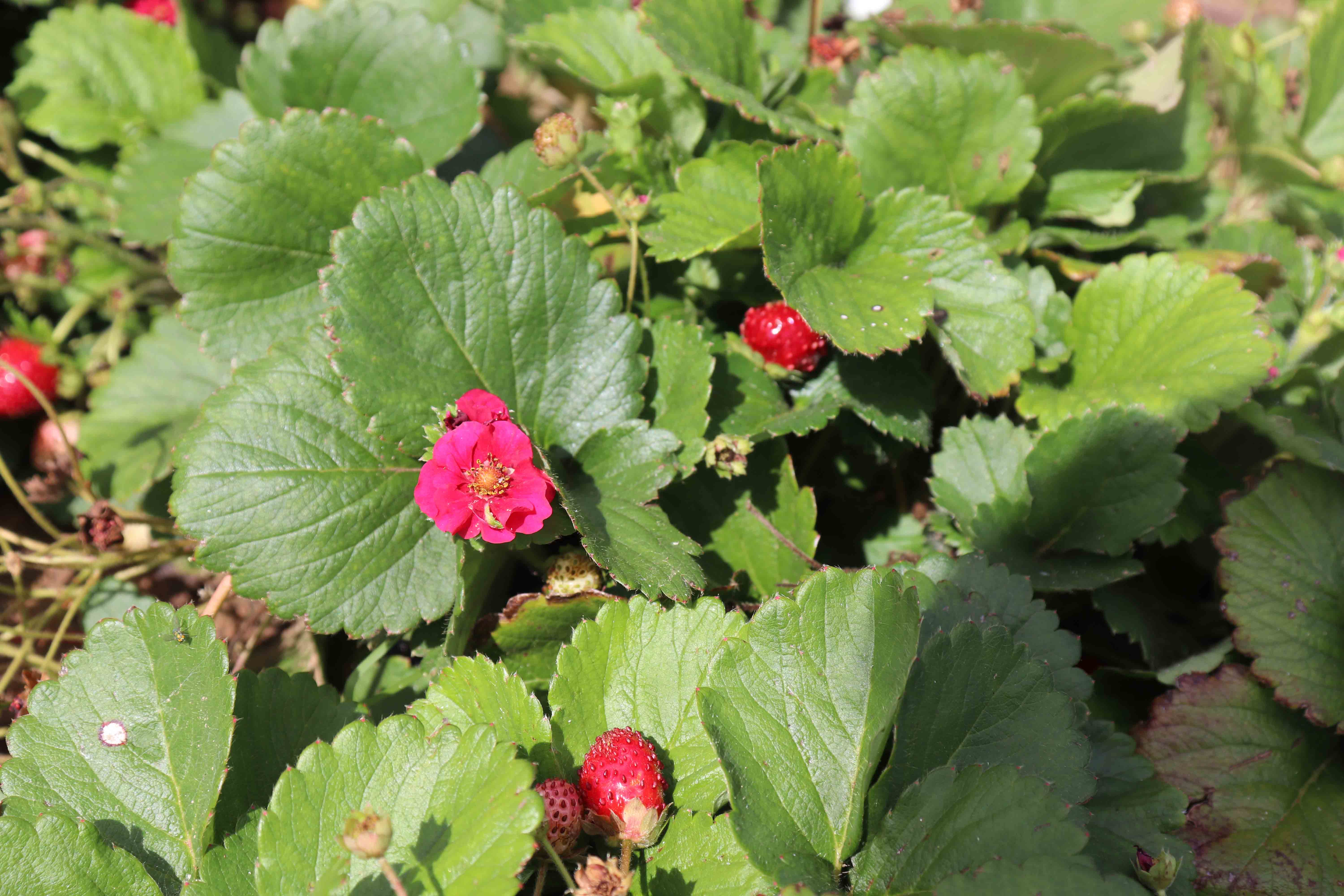 Red Fragaria
