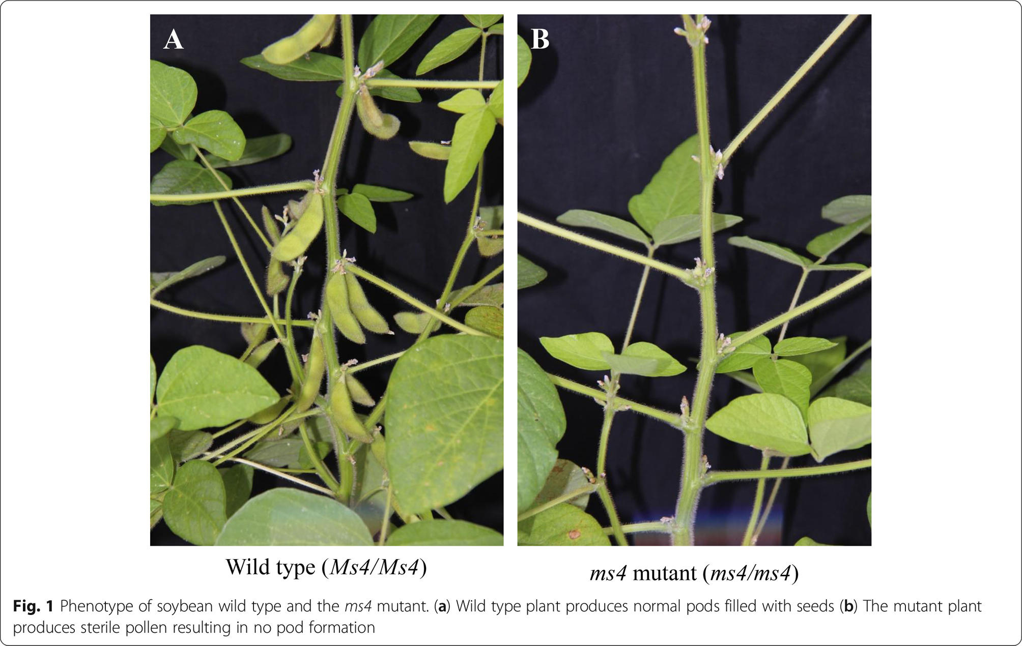 Mendu lab discovered genetic mechanism behind soybean male sterile line