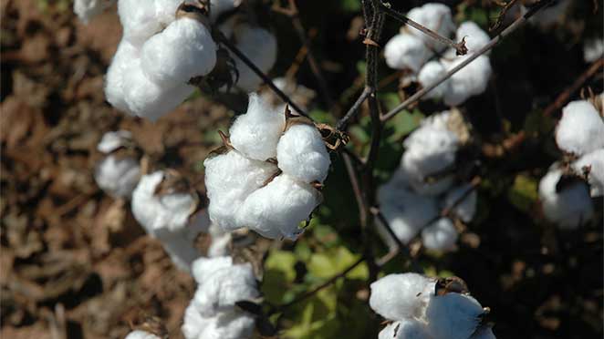 open cotton bolls in field