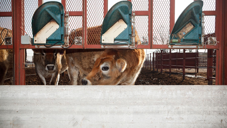 Two cows peak under a guard rail in a cattle yard.