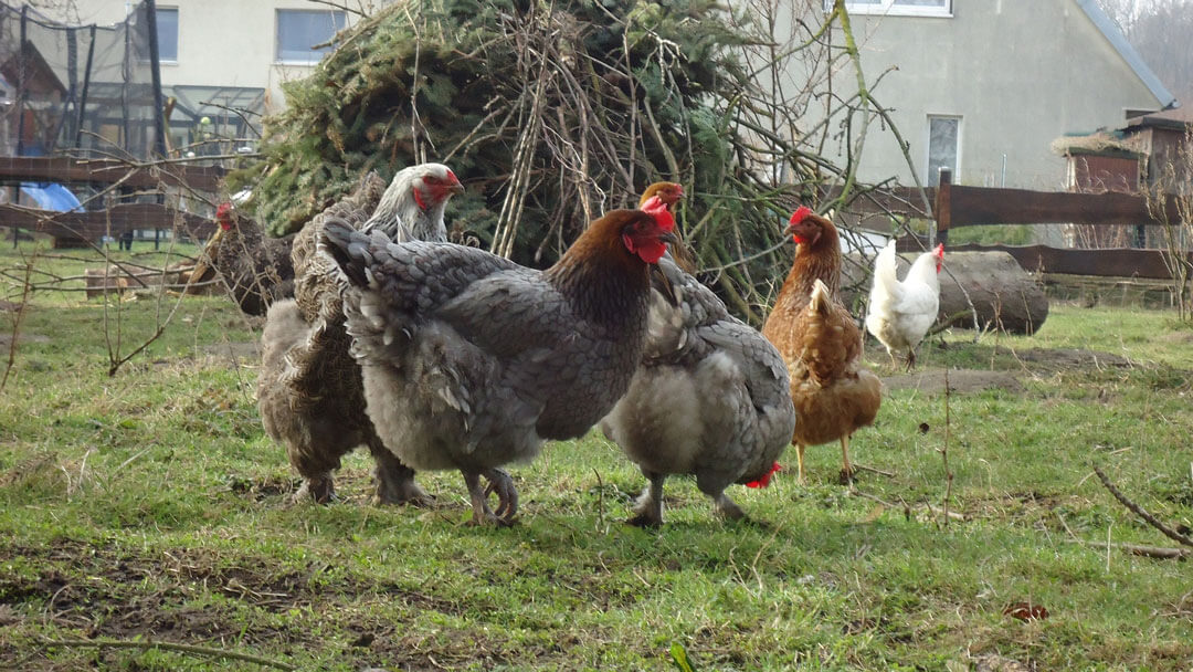 A group of chickens outside.