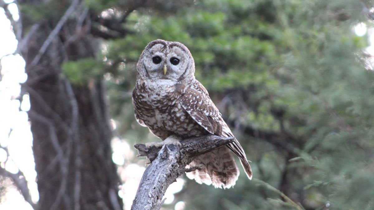 A photo of a  Mexican Spotted Owl was taken by Tara Durboraw.