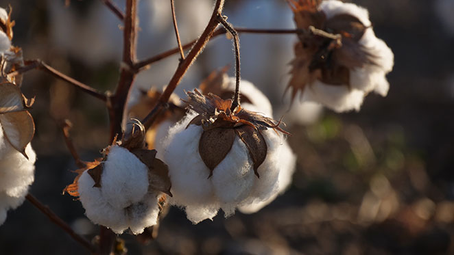 Cotton Bolls on Plant before Harvest