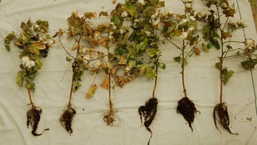 wild type cotton with smaller root systems than transgenic cotton