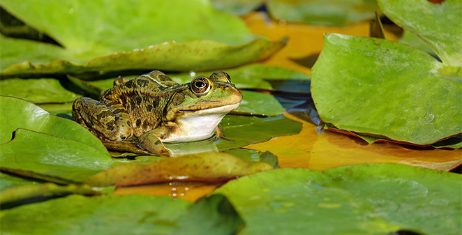 frog sitting on lily pad