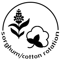 sorghum / cotton rotation