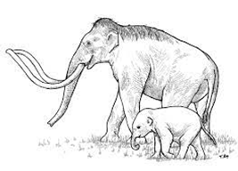 mammoth