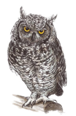 owl