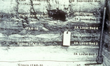 Stratigraphic profile at the Landmark