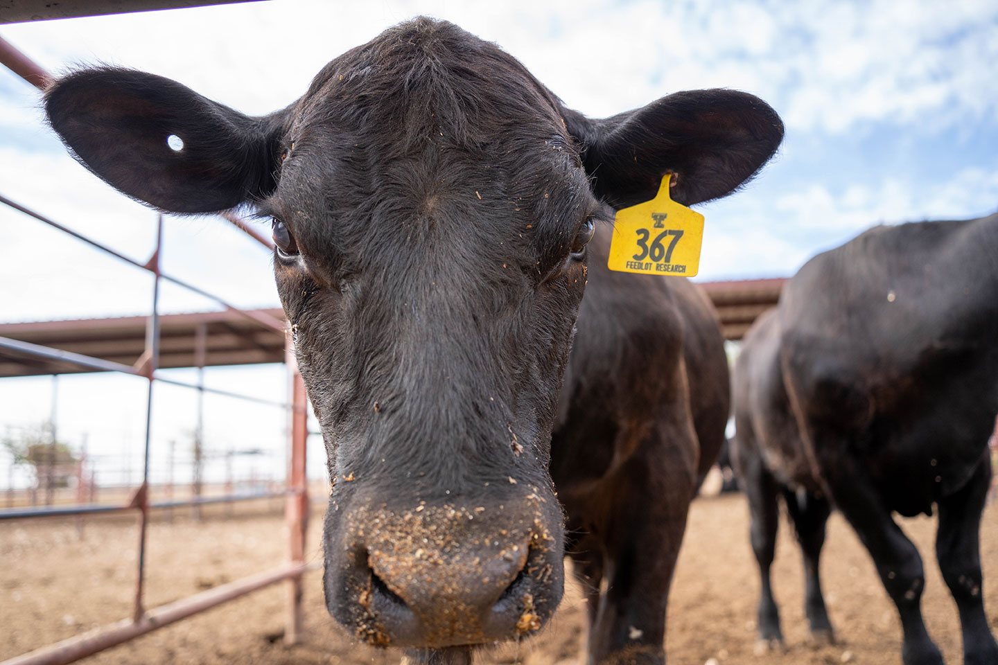 close up cow