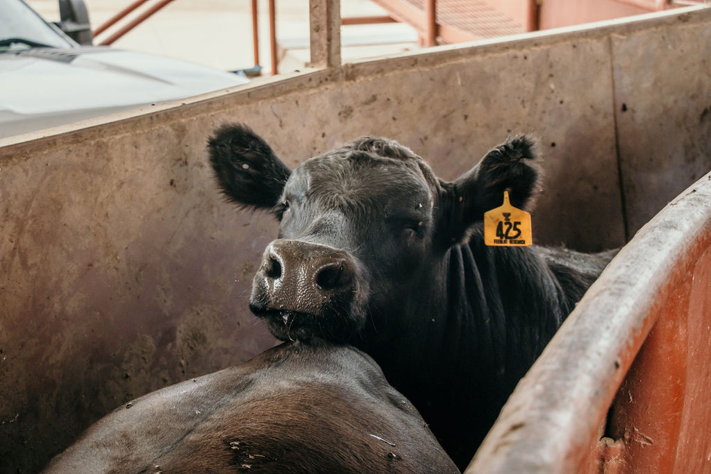 steer in chute