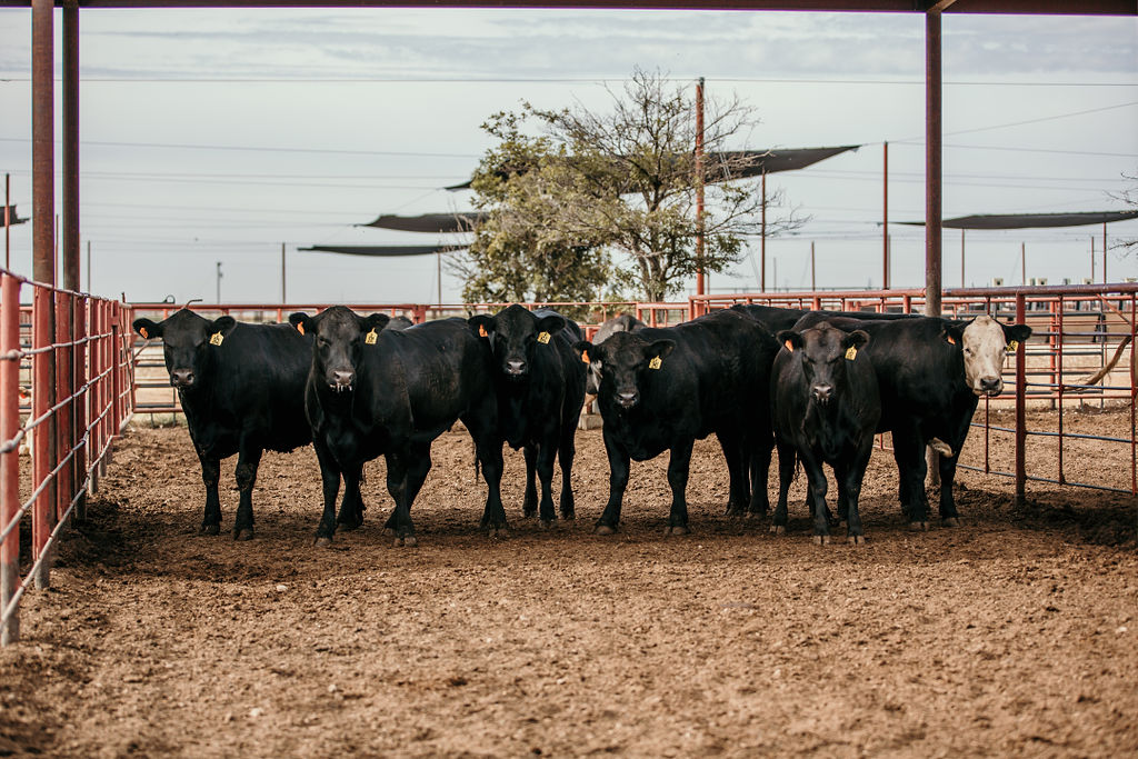 group of steers