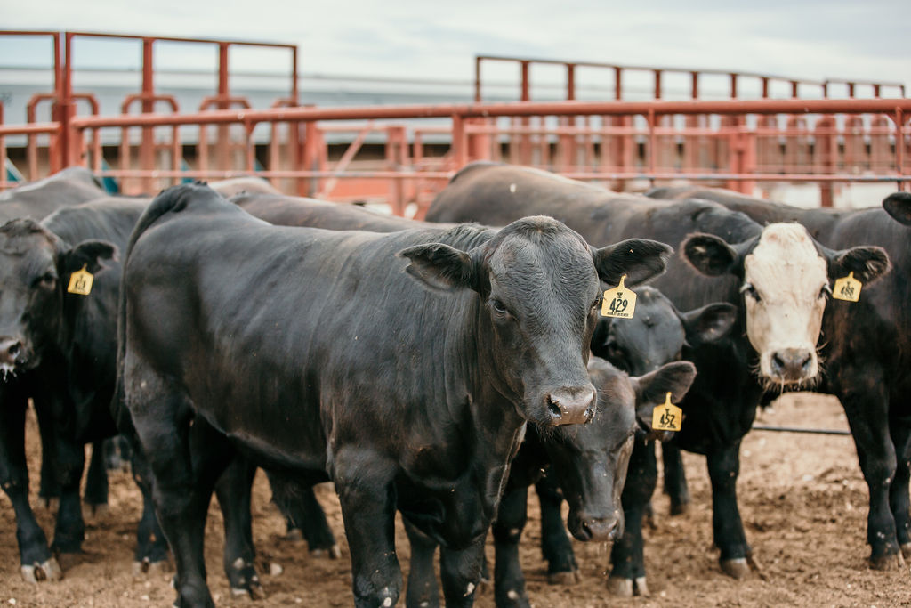 group of cows