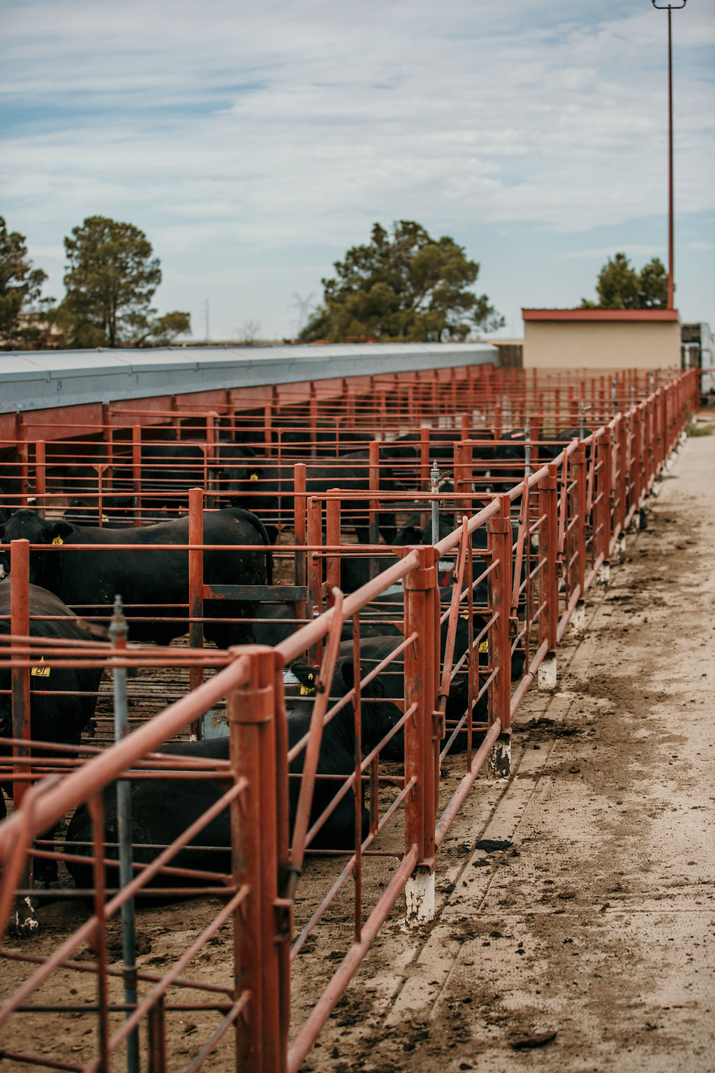 Feedlot | Burnett Center | Animal and Food Sciences | TTU