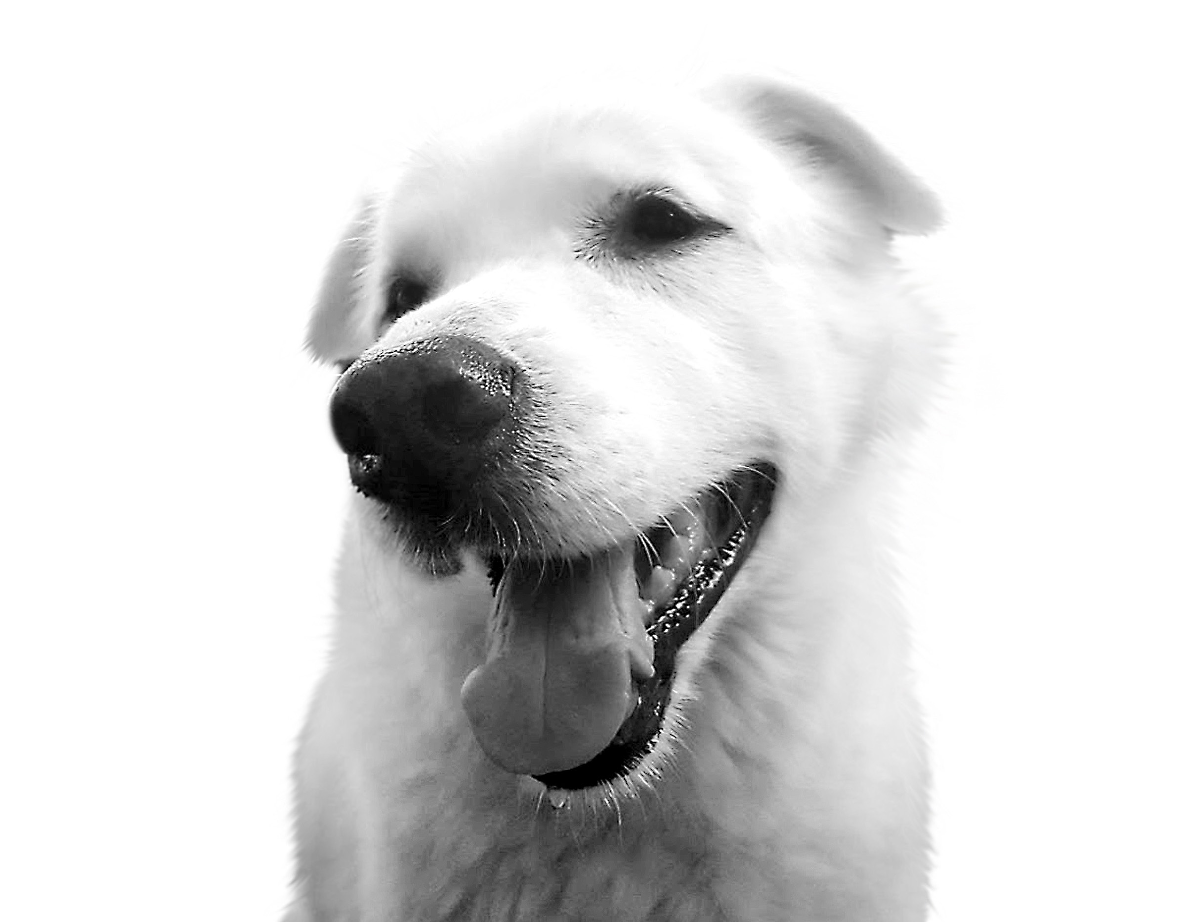 White Labrador Retriever