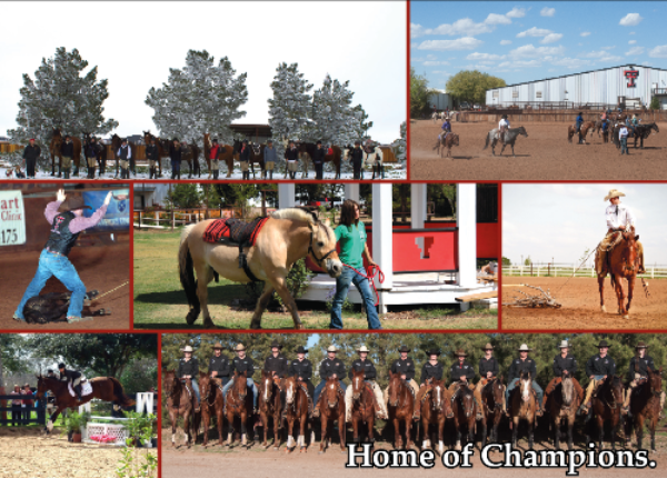 Collage of Texas Tech University Equine Teams