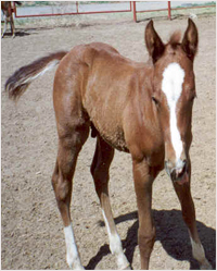 foals