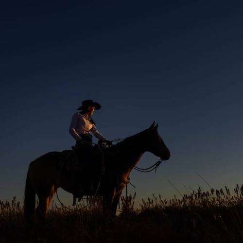 Undergraduate Certificate in Equine Science