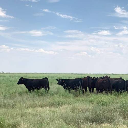 Master of Science in Animal Science