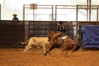 Working Cow Horse